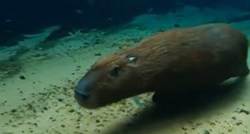 "Slatki krzneni torpedo": Pogledajte kako kapibara trči po dnu jezera