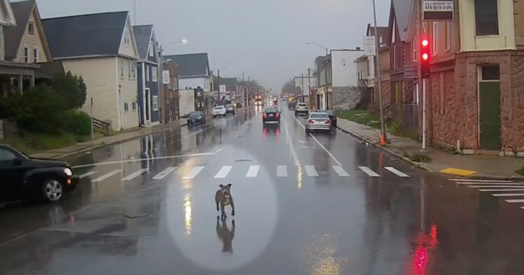 Pas je bio sam na kiši, a onda je vozačica autobusa stala i spasila ga