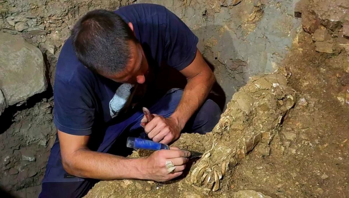FOTO Na Dugom otoku nađena lubanja divljeg magarca stara 17.000 godina