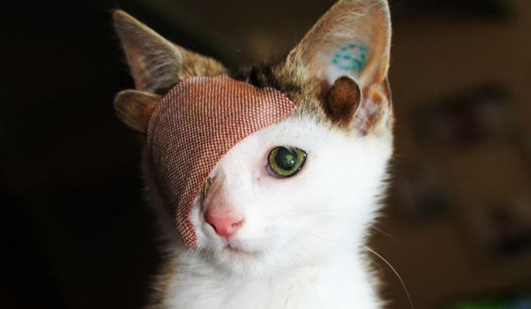Frankie je čudesan mačak: Ima četiri uha i jedno oko