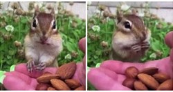 Vjeverica prvi put probala badem, snimka razveselila mnoge: "Ovo je preslatko"