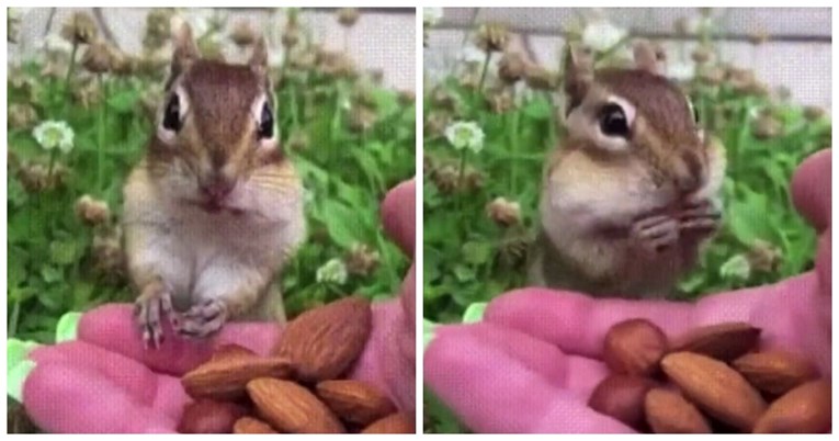 Vjeverica prvi put probala badem, snimka razveselila mnoge: "Ovo je preslatko"