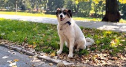 Građani Sarajeva pokrenuli peticiju za podizanje spomenika omiljenom psu Medi