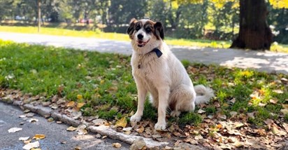 Građani Sarajeva pokrenuli peticiju za podizanje spomenika omiljenom psu Medi