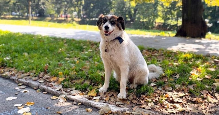 "Japan ima Hachikoa, Bosna ima Medu": Sarajlije žele podići spomenik omiljenom psu