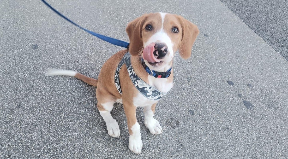 Splićanka prepričala šetnje sa svojim psom: "Pazi da pokupiš go*no. Hoćeš li u lov?"