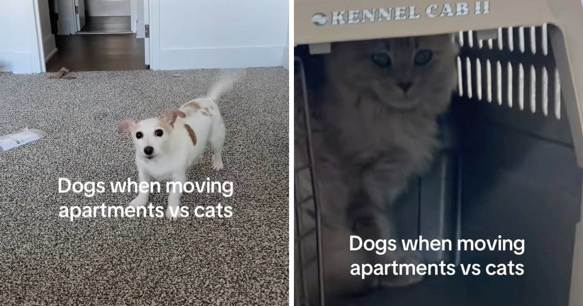 Vlasnica snimila reakcije psa i mačke nakon selidbe, video je postao hit