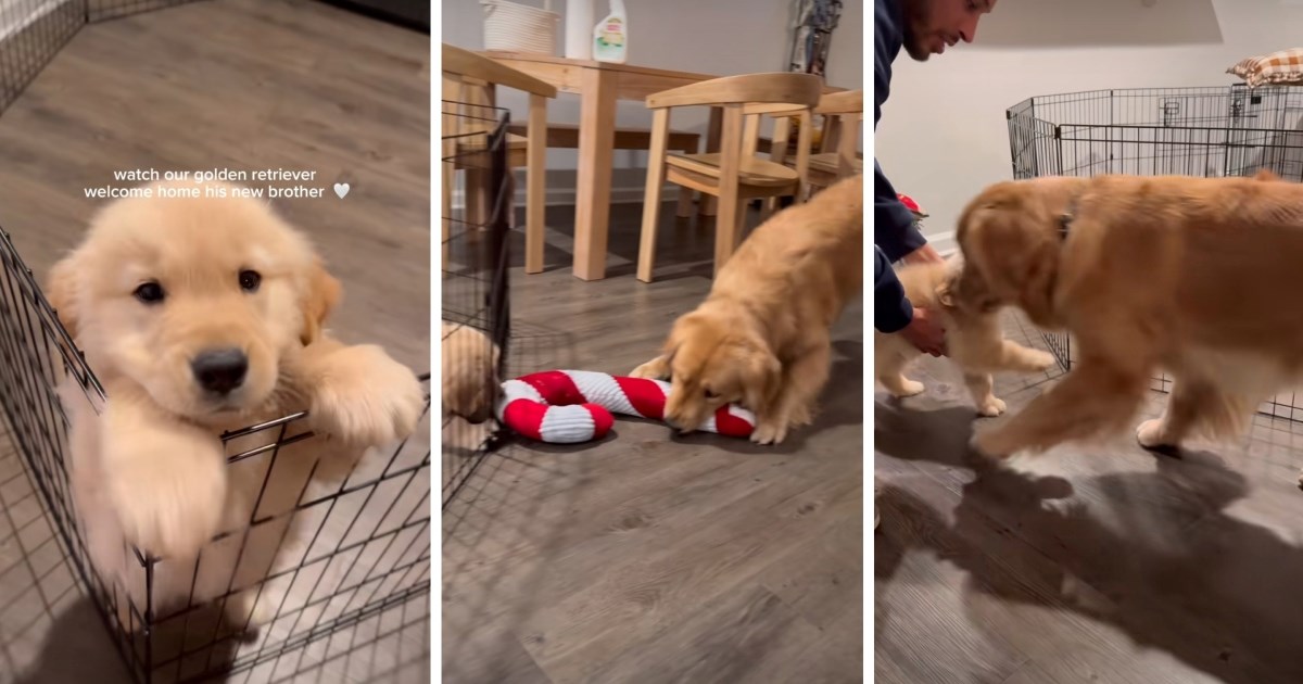 Prvi susret starijeg psa i šteneta zlatnog retrivera sve je rastopio