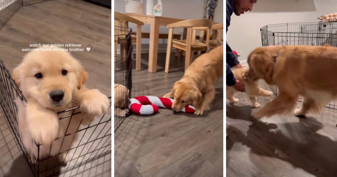 Prvi susret starijeg psa i šteneta zlatnog retrivera sve je rastopio