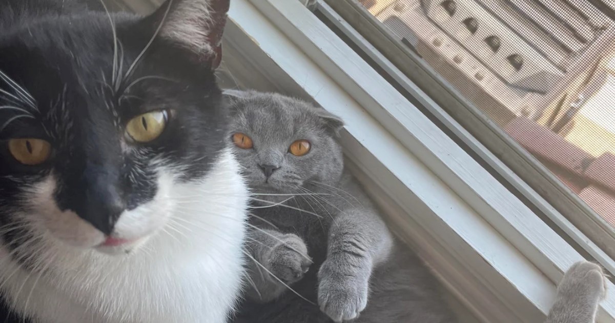 Mislila je da se njezin mačak neće slagati s pridošlicom, a onda se dogodilo čudo