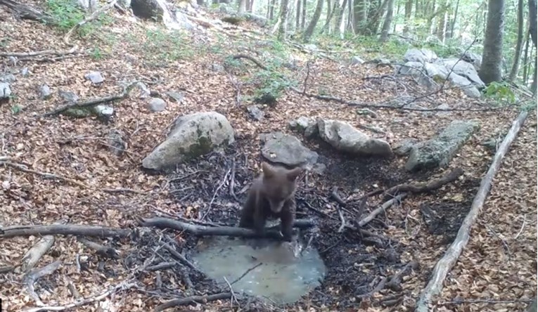 Skrivena kamera snimila medvjedića na Velebitu, snimka će vam uljepšati dan