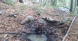 Skrivena kamera snimila medvjedića na Velebitu, snimka će vam uljepšati dan