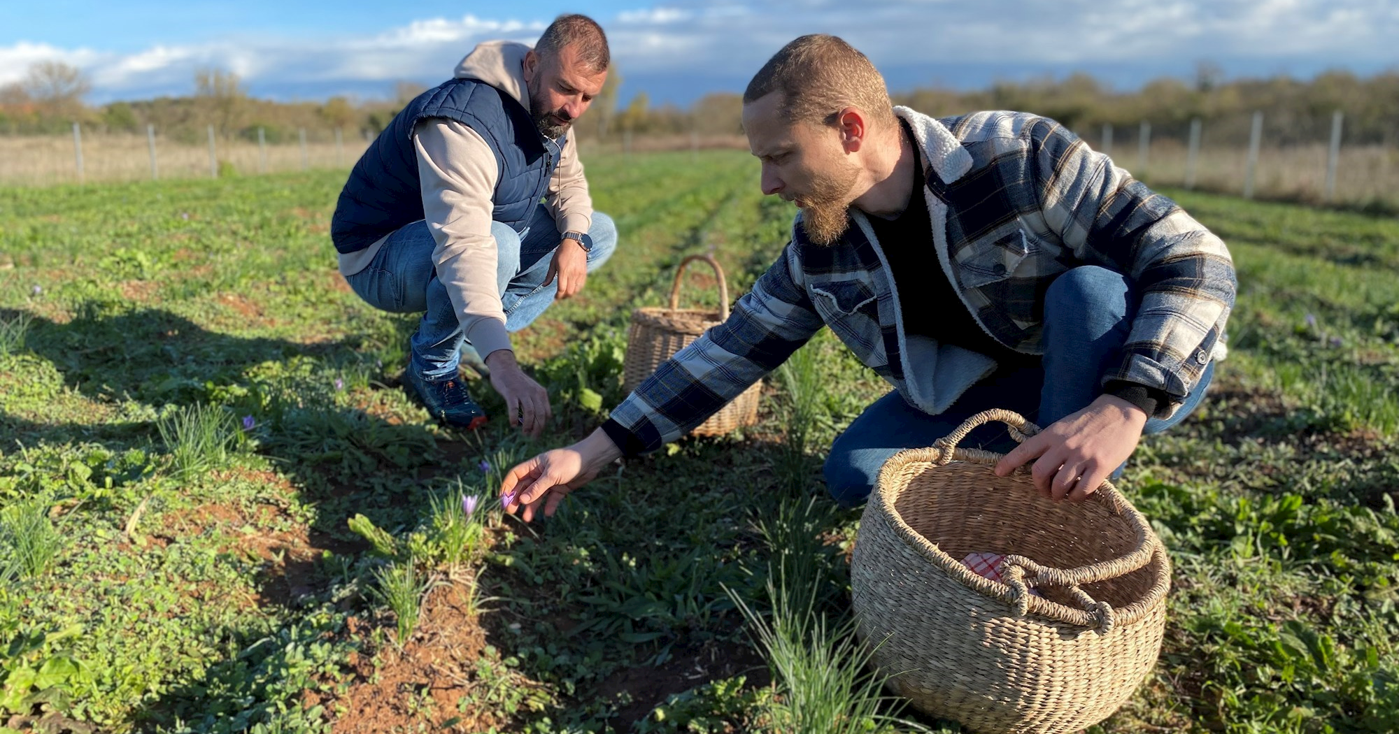 Dva kuma kod Zadra proizvode najskuplji začin na svijetu