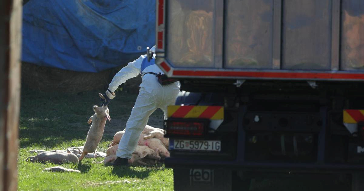 Afrička svinjska kuga ponovno u Slavoniji. "Ministar prodaje ružičastu sliku na mrežama"