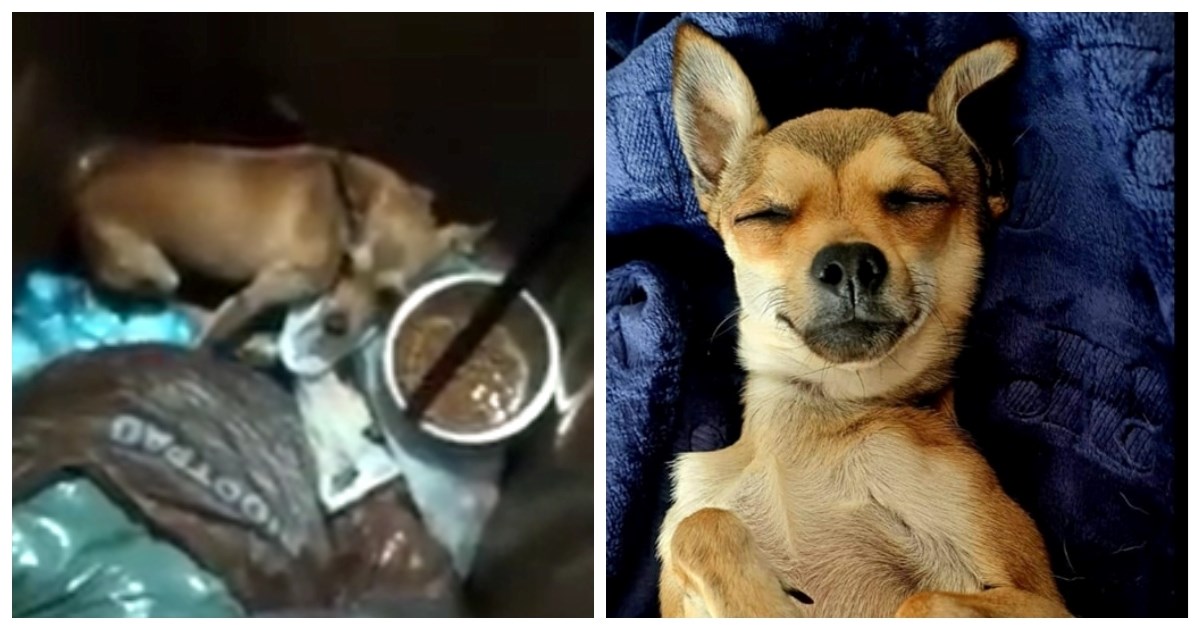 Lani ga pronašli u kanti za smeće, a danas je Gricko najsretniji pas na svijetu