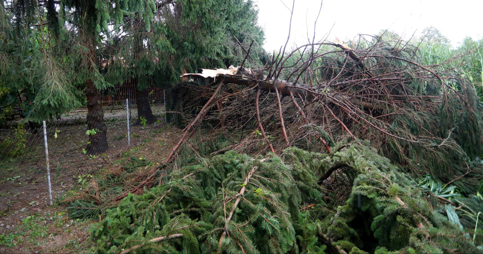 Nevrijeme u Karlovcu rušilo stabla, u Ogulinu problemi sa strujom zbog snijega