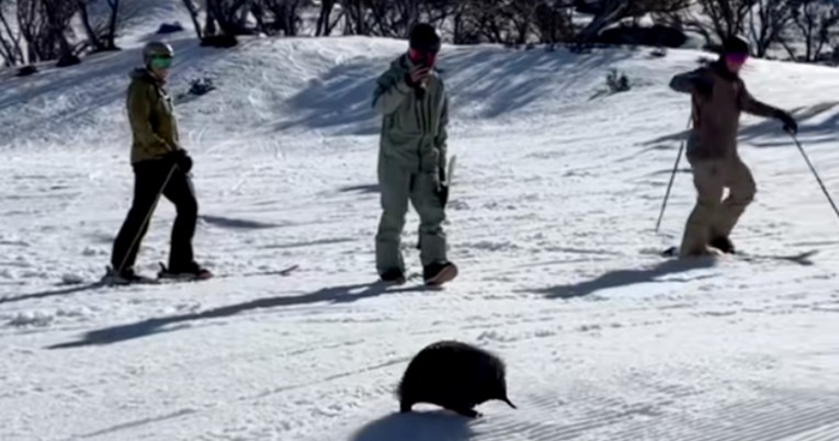 Neočekivani gost na skijalištu: Pojavila se životinja koju je teško vidjeti uživo