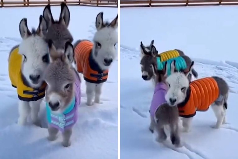 Preslatki mini magarci u jaknama osvojili su internet. Ljudi pišu: Dajte mi ih 14