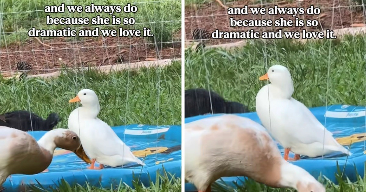 Nestašna patka svako jutro budi vlasnike u isto vrijeme iz jednog razloga