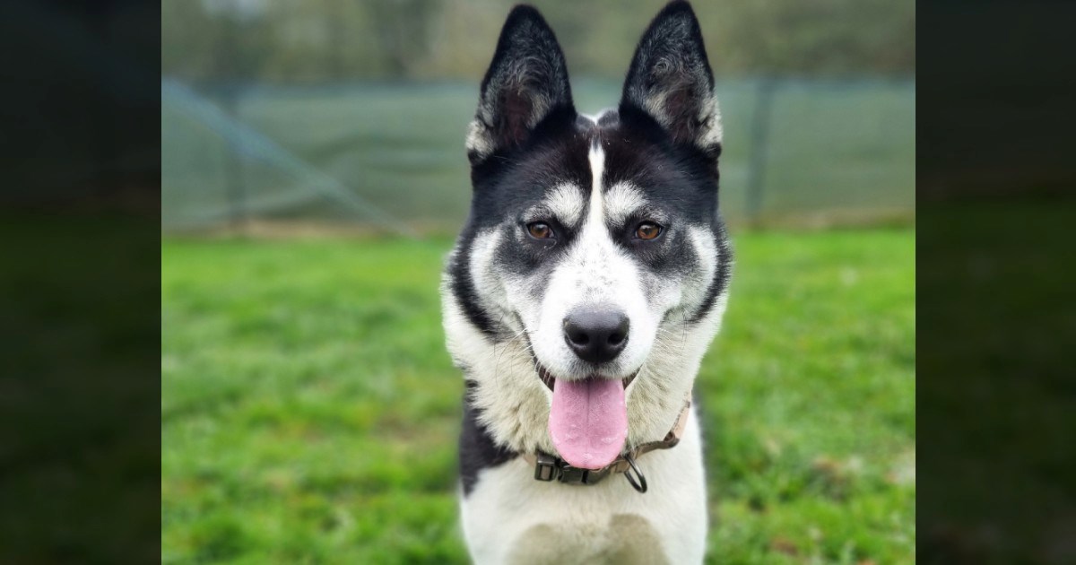 Jednogodišnja Tara traži dom. Pametna je i zaigrana, slaže se sa psima i mačkama
