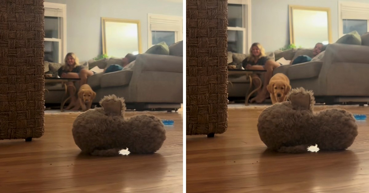 Preslatko štene zlatnog retrivera nasmijalo mnoge zbog neobičnog načina igre