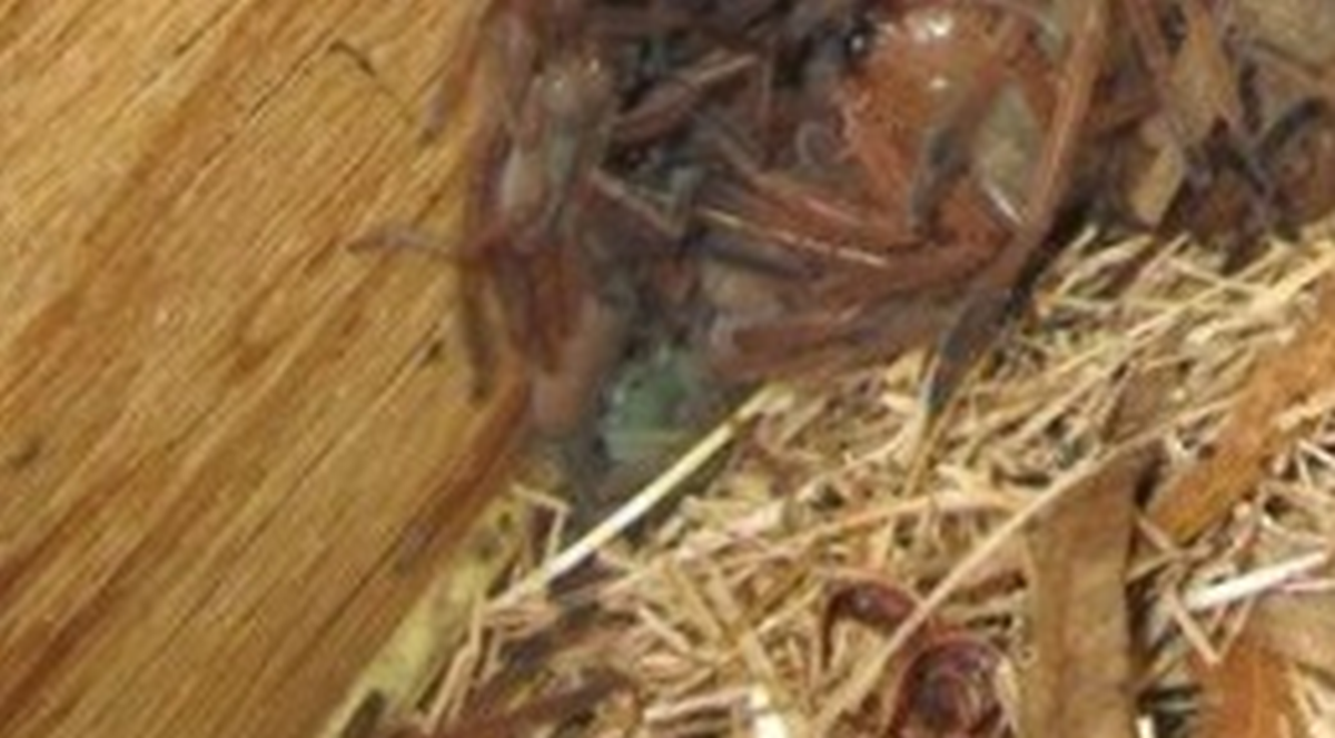 "Noćna mora": Biologinja otvorila kutiju pa zatekla prizor od kojeg prolazi jeza