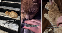 VIDEO Pronašli zapuštenog mačka u svojoj zgradi i udomili su ga. Sad je velika maza