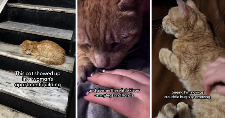 VIDEO Pronašli zapuštenog mačka u svojoj zgradi i udomili su ga. Sad je velika maza