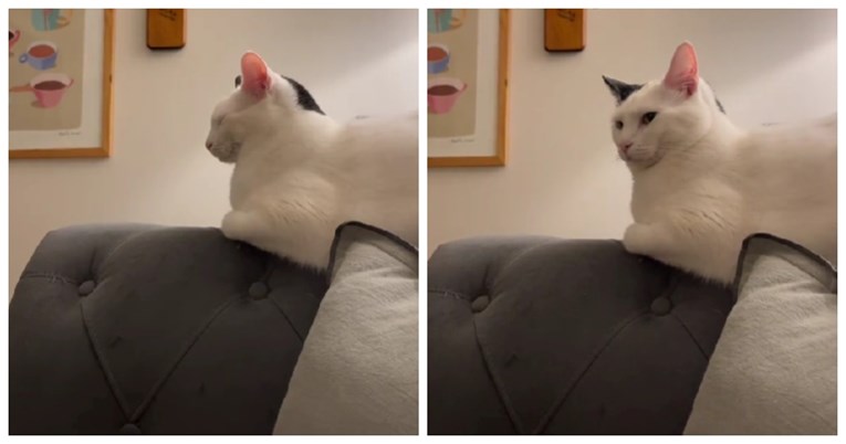 Mačak ga je budio svako jutro pa mu je odlučio uzvratiti istom mjerom, snimka je hit