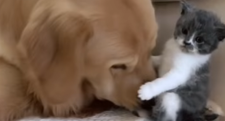Pas upoznao mačiće svoje prijateljice mace, njihov susret izgleda predivno