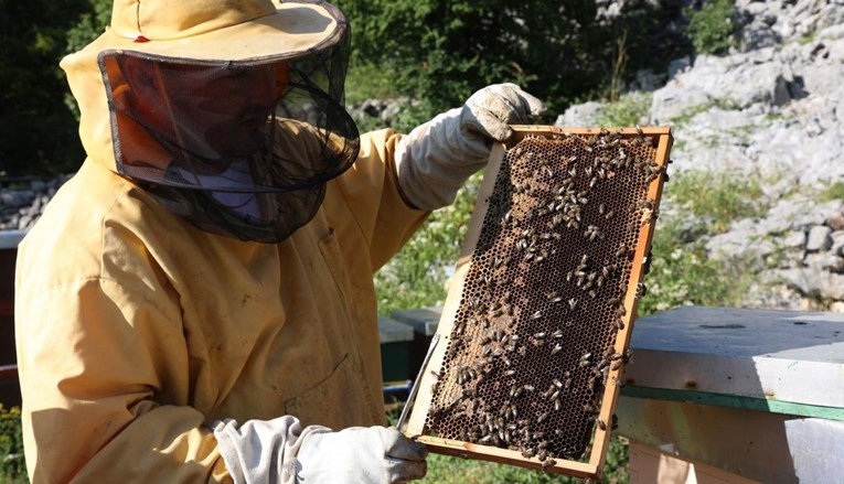 Pčelarima za saniranje štete zbog pomora najviše 185 eura po zajednici pčela