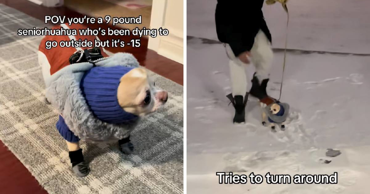 Čivava je željela ići u šetnju na -15 °C, brzo se predomislila 🤣