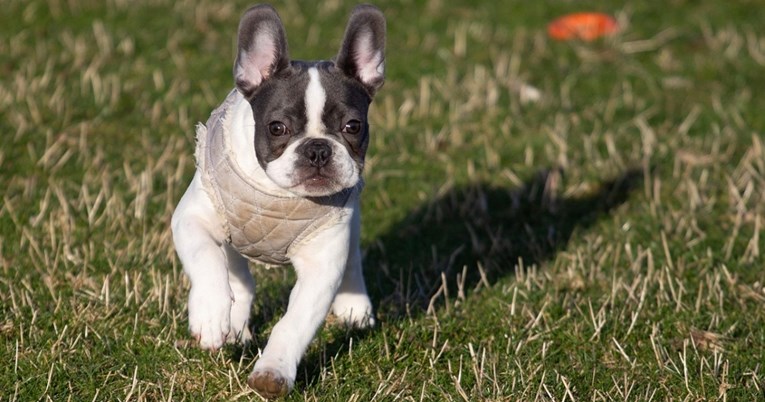 Popularne pasmine pasa s najkraćim životnim vijekom