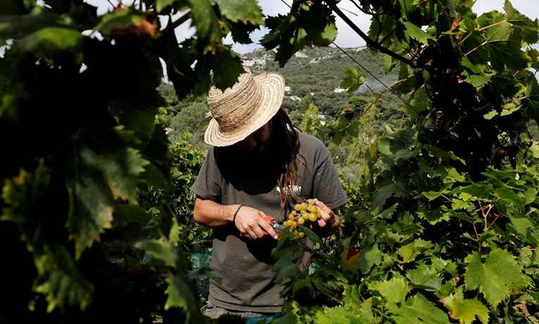 Francuski izvoznici bune se zbog američkih carina na vino i konjak