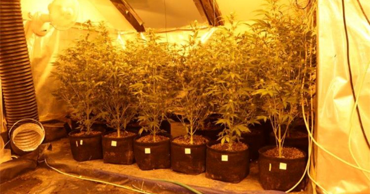 FOTO Policija u Stinici otkrila laboratorij za uzgoj konoplje, uhićena dvojica