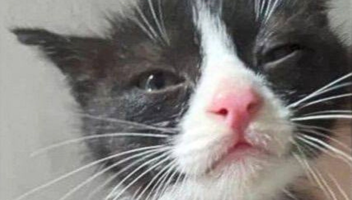 U grupama za mučenje mačaka tisuće članova diljem svijeta, među njima i djeca