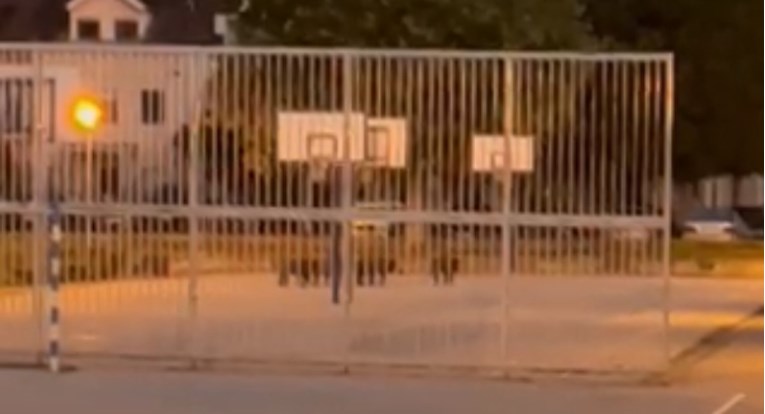 Divlje svinje jutros ušle u školsko dvorište u Zagrebu, pogledajte snimku