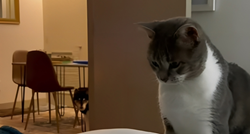 2.3 milijuna pregleda: "Druženje" ovog mačka i haskija nasmijalo je internet