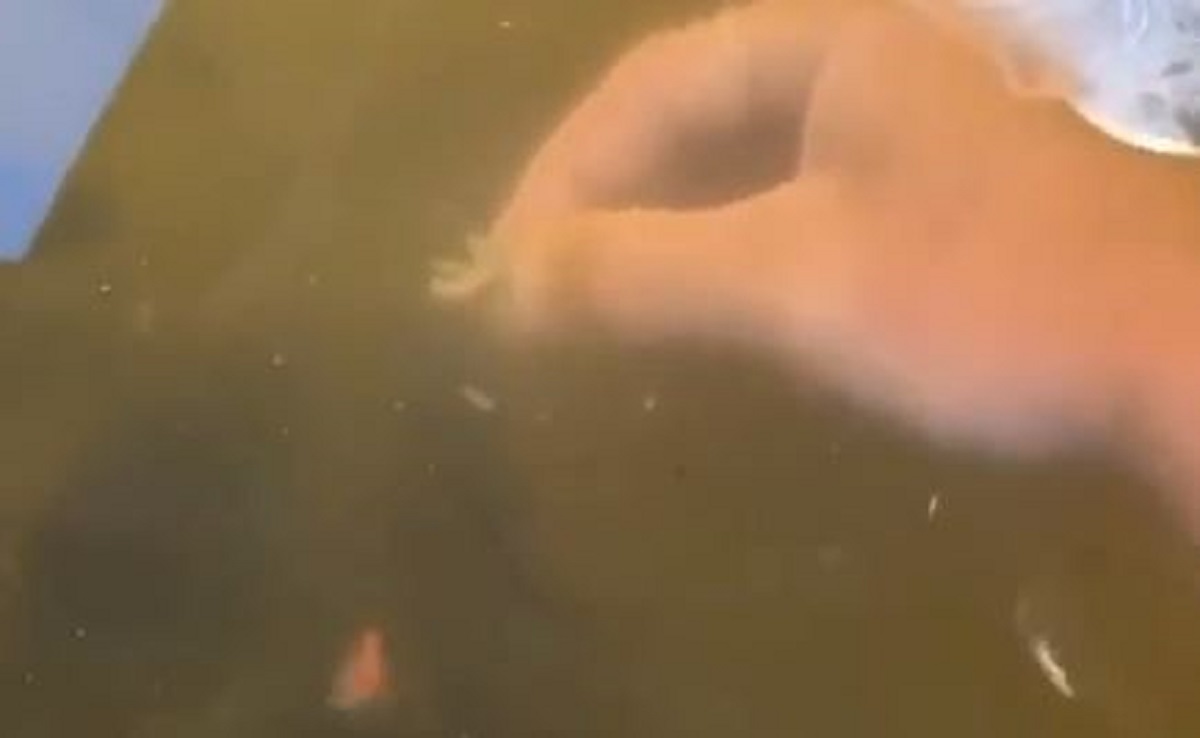 Gurnuo ruku u vodu da nahrani ribe pa ostao u šoku zbog onog što se iznenada pojavilo