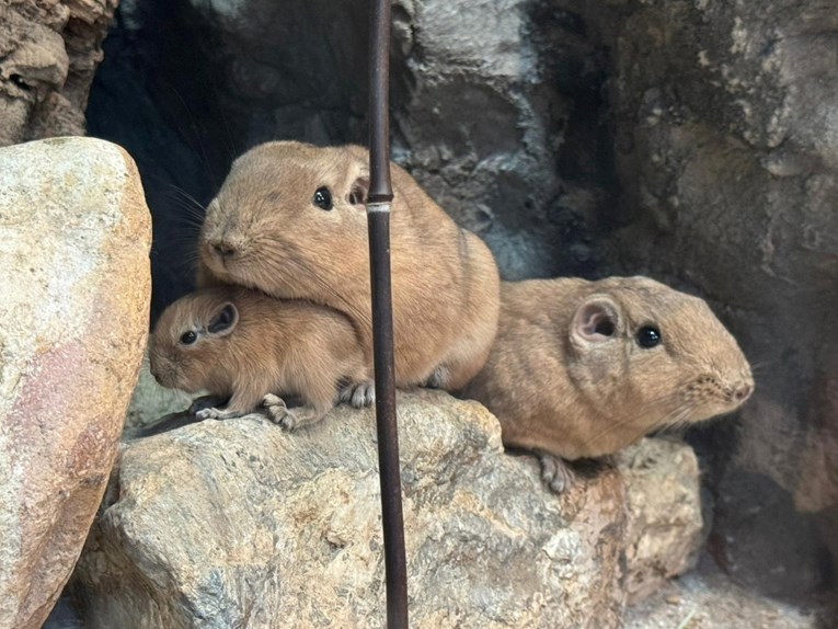 U Zagrebu prvi put na svijet došli gundiji, užasno su slatki 🥰