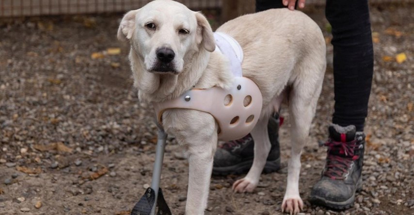 Kujica kojoj su slomili nogu dobila protezu u azilu, sada može hodati