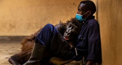 Gorila izdahnula na rukama čuvara koji se brinuo o njoj otkad joj je uginula majka