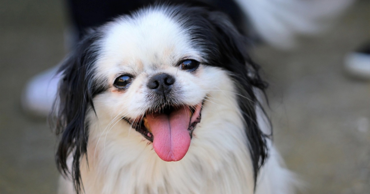 Otkriveno kojih 15 pasmina pasa ima velik rizik od teških problema s disanjem