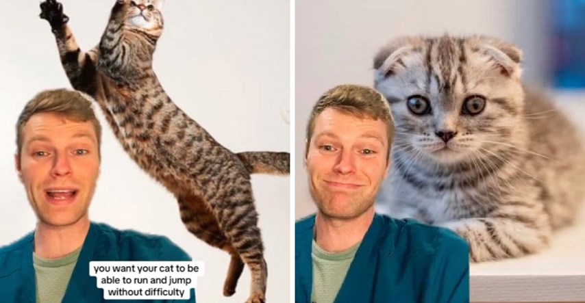 Veterinar kaže da se ne možete nazivati ljubiteljem mačaka ako kupujete ovu pasminu