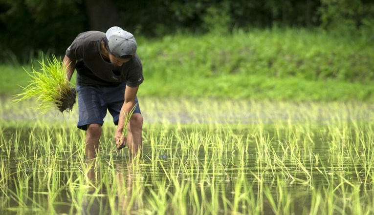 Japan prodaje rižu poljoprivrednim udrugama. "Poskupjela je 55%, građani trpe"