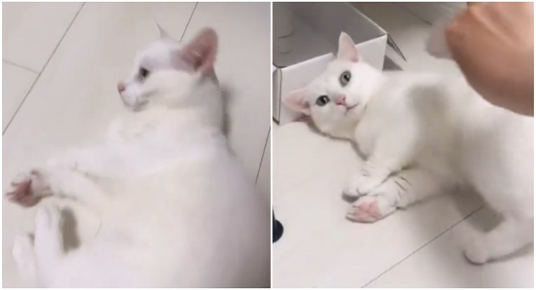 Mačak se voli maziti na neobičan način, snimka je hit na internetu