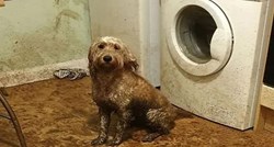 Blatnjavi pas napravio ogroman nered u kuhinji i šokirao vlasnicu kad se vratila kući