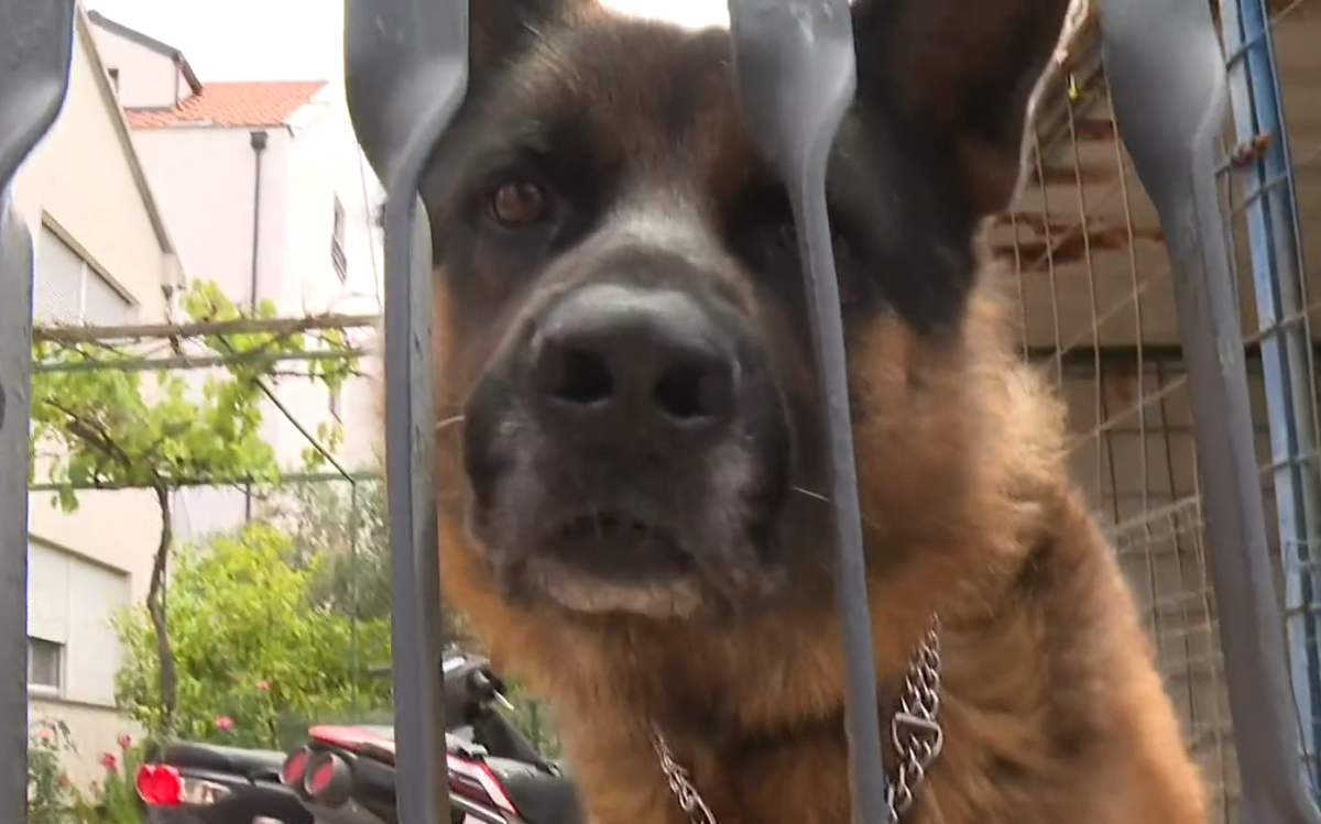 Par iz Zadra prijeti štrajkom glađu zbog susjedovog psa: Ne možemo spavati od laveža
