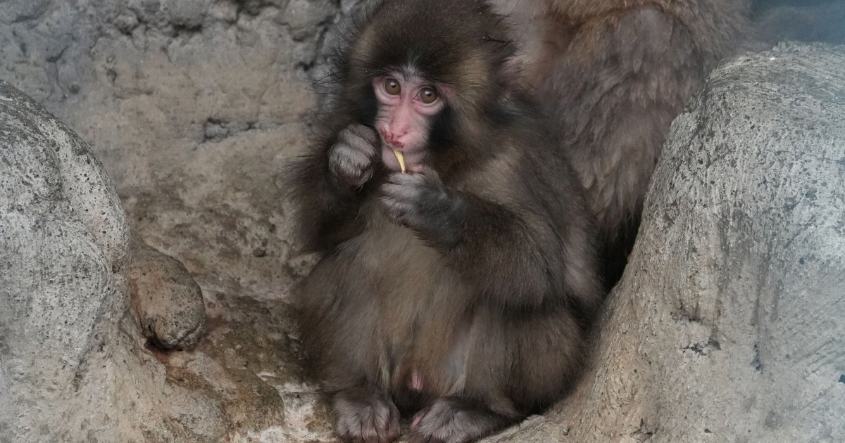Punch je naučio novi trik, ljudi pišu: "Trenutačno najveća nada za čovječanstvo"