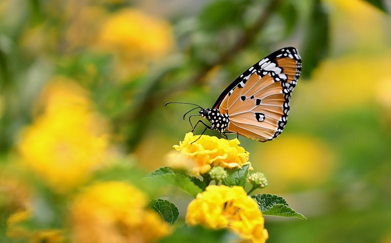 Istraživanje pokazalo da boja leptira može utjecati na njihovo preživljavanje